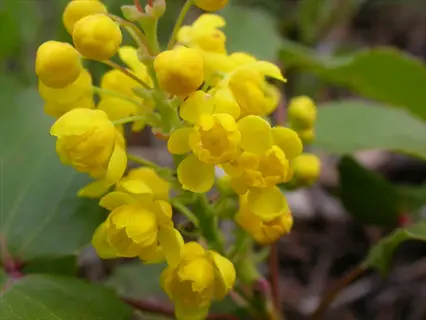 close-up of mahonia yellow flowers blooming among green leaves