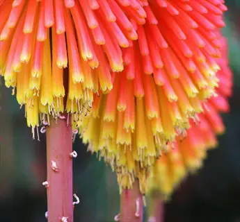 close-up of mango popsicle kniphofia with red-orange and yellow tubular blooms