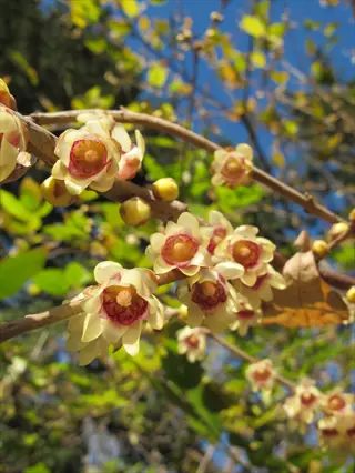 close-up of pale yellow wintersweet chimonanthus flowers blooming on bare branches