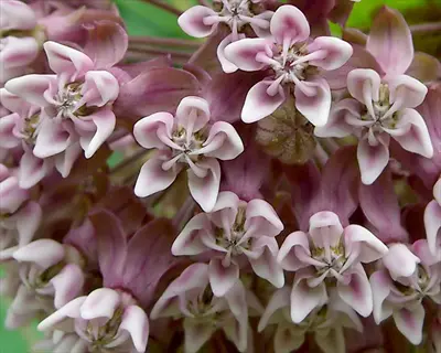 close-up of pink and white common milkweed flowers clustered in bloom