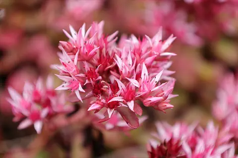 close-up of pink coccineum sedum flowers with softly blurred garden background
