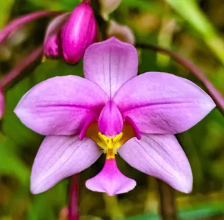 close-up of pink spathoglottis plicata flowers with green foliage background