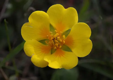 close-up of potentilla yellow flowers with green leaves in a dark garden background