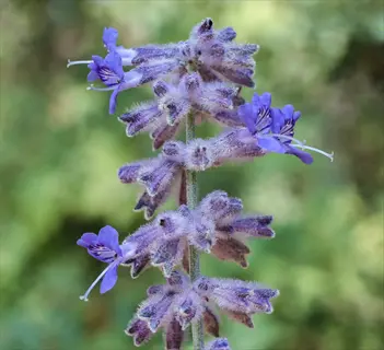 close-up of purple russian sage flowers with fuzzy stems against a soft green background