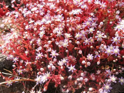 close-up of red carpet sedum with red stems and tiny pink-white star flowers