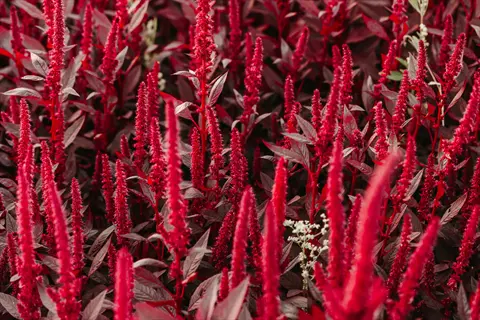 close-up of red garnet amaranth leaves and tall crimson flower spikes