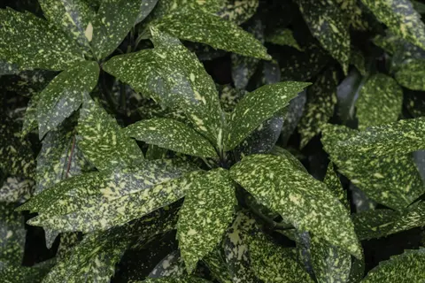 close-up of speckled green leaves on an aucuba gold dust shrub