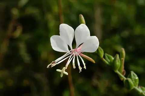 close-up of the bride gaura flowers with white petals against green foliage