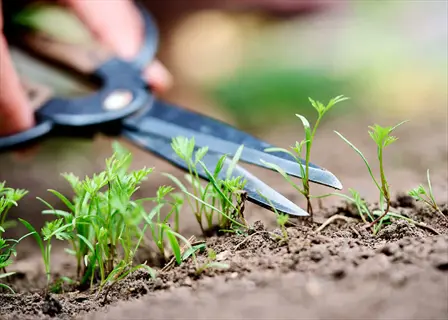 close-up of thinning seedlings scissors cutting small sprouts in garden soil