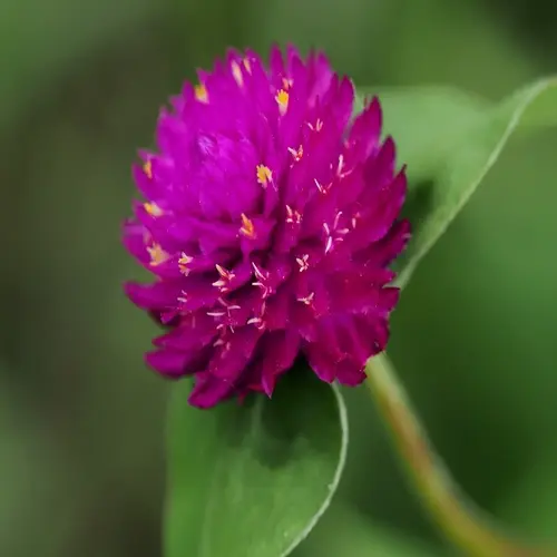 close-up of vibrant purple globe amaranth flowers with green leaves
