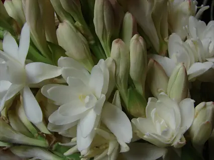 close-up of white tuberose flowers with pale buds and green stems