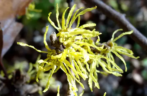 close-up of witch hazel yellow flowers blooming on bare twigs in soft sunlight