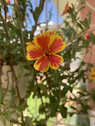 close-up of yellow and red cosmos calendula flowers among green leaves