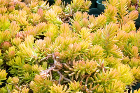 close-up of yellow angelina stonecrop sedum foliage with orange tips