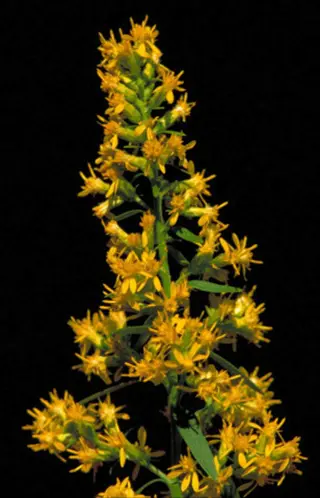 close-up of yellow goldenrod flowers against a black background