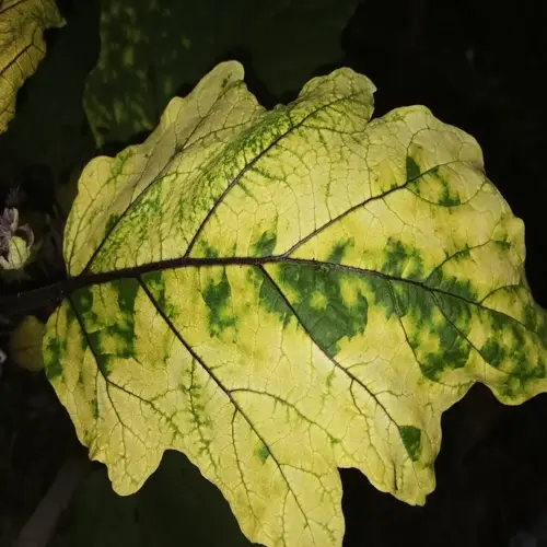 close-up of yellowing plant leaves with green mottled patches and dark veins