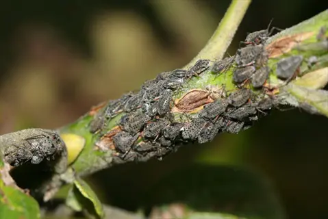cluster of black cherry aphid insects feeding on a green plant stem