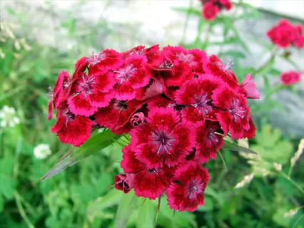 cluster of crimson dianthus barbatus flowers blooming in a green garden