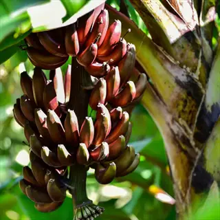 cluster of dwarf red banana fruits growing on a banana plant