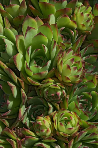 cluster of green sempervivum tectorum rosette plants with red-tipped leaves