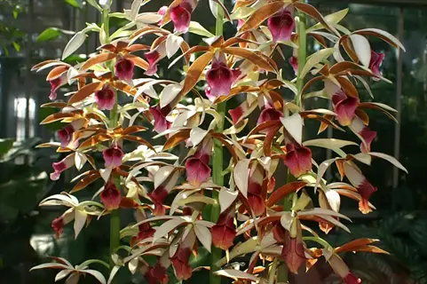 cluster of phaius nun orchid blooms with cream petals and magenta throats