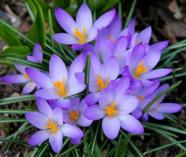 cluster of purple crocus flowers blooming among green leaves