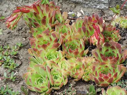 cluster of sempervivum heuffelii rosette plants with green leaves and red tips in rocky soil