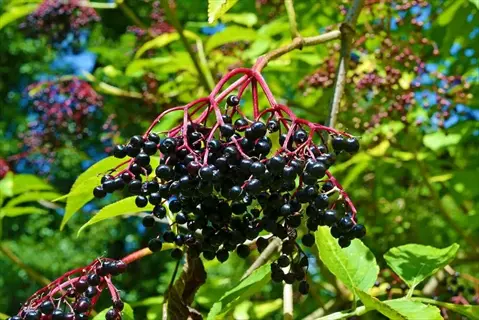 clusters of black elderberry bush berries hanging from red stems amid green leaves