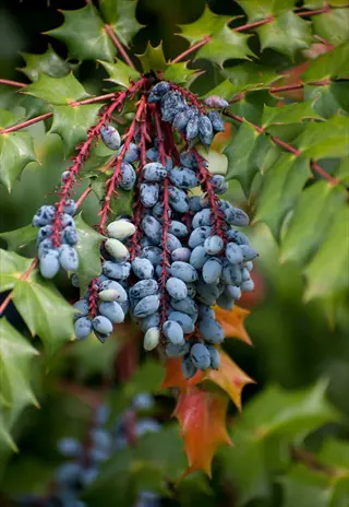 clusters of blue oregon grape holly berries hanging among spiky green leaves