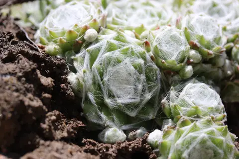 cobweb houseleek arachnoideum rosettes with fine white webbing growing in soil