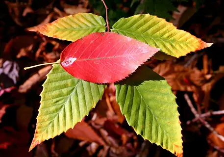 colorful birch beech leaves on a forest floor in autumn sunlight