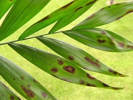 copper deficiency plant leaves with brown spots on green foliage
