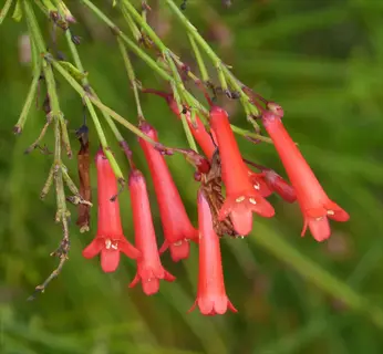 coral fountain amaranth flower with red tubular blooms hanging from green stems