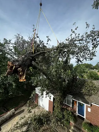 crane lifting a large tree limb during diseased branch removal above a brick house
