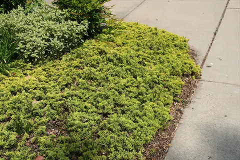 creeping juniper ground cover spreading beside a concrete sidewalk