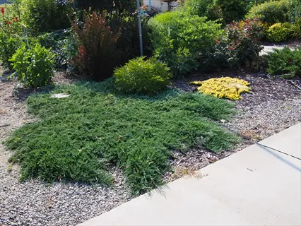 creeping juniper groundcover spreading across gravel in a landscaped garden bed