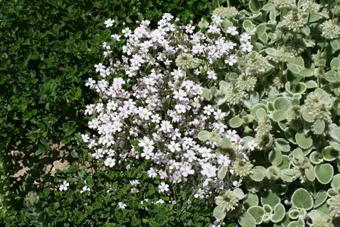 creeping thyme groundcover with pale pink flowers beside fuzzy green foliage