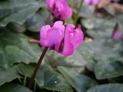 cyclamen coum pink flowers blooming among green leaves