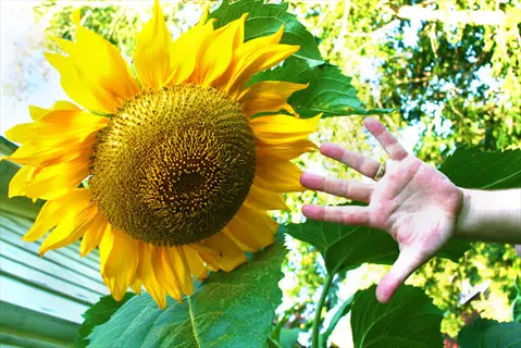 cyclops giant sunflower bloom beside an outstretched hand in a sunny garden