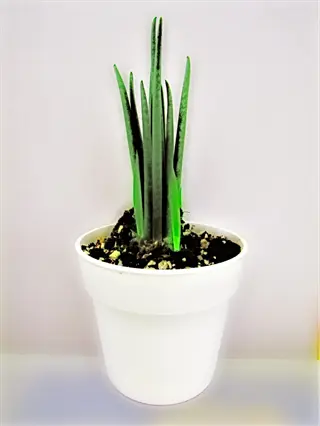 cylindrica snake plant in a white pot on a light surface
