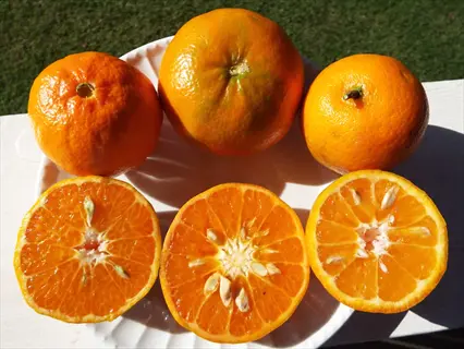 dancy tangerine fruit whole and sliced on a white plate in sunlight