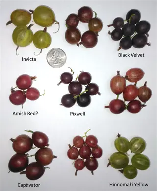 dark gooseberry variety comparison chart with labeled gooseberries
