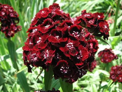 dark red heart attack dianthus flowers blooming in a sunny garden