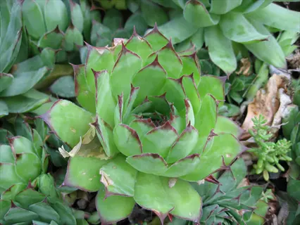 dark sempervivum cultivar burgundy rosette with green leaves and red-tipped edges