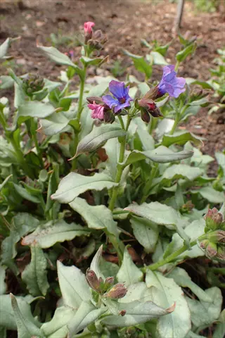 diana clare pulmonaria with silver leaves and purple-pink flowers in a garden