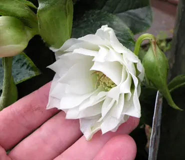double white hellebore flower blooming among green leaves, held gently by a hand