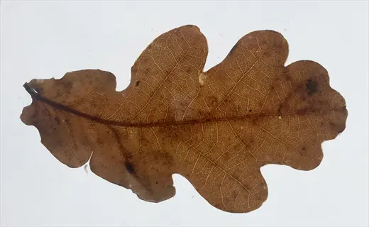dried brown oak tree leaves specimen with lobed edges on a white background