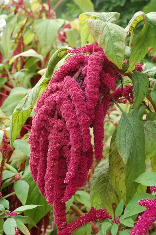 drooping crimson love lies bleeding amaranth tassels with green leaves in a garden
