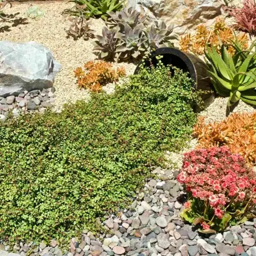 drought tolerant shrub garden with green groundcover, succulents, gravel, rocks, and flowers