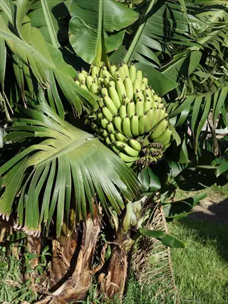 dwarf cavendish banana bunch growing on a leafy plant in a garden